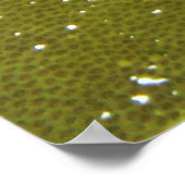 Havikvis Poster (Hoek)