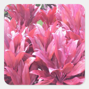 Hawaï om plant te verlaten vierkante sticker