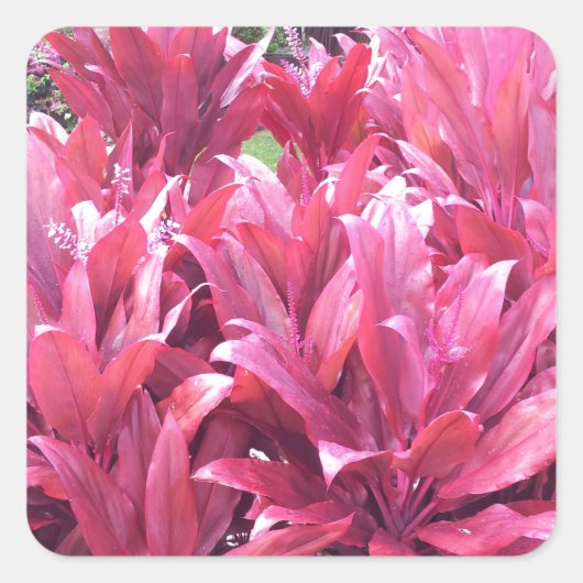 Hawaï om plant te verlaten vierkante sticker (Voorkant)