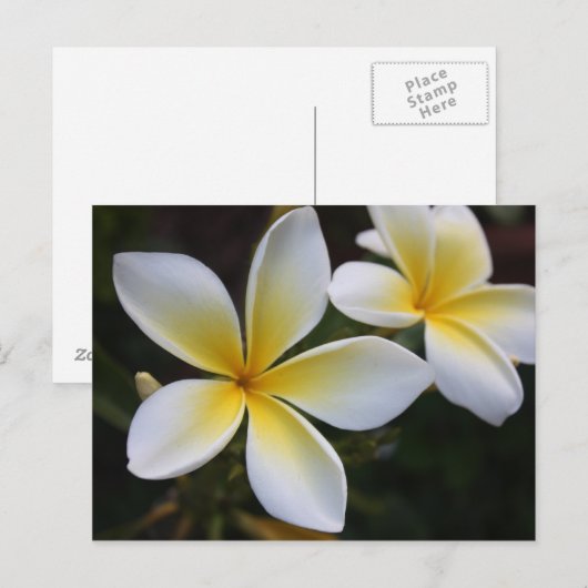 Hawaïaans Briefkaart (Voorkant / Achterkant)