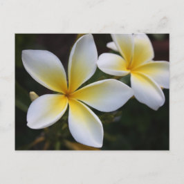 Hawaïaans Briefkaart
