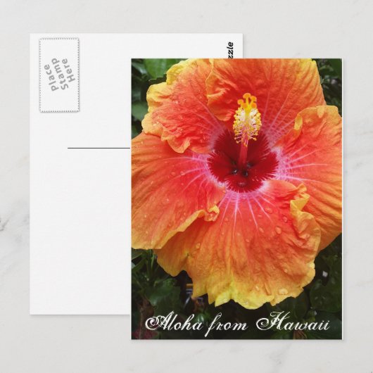 Hawaïaans briefkaart, hawaii, aloha, hibiscus, flo briefkaart (Voorkant / Achterkant)