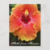 Hawaïaans briefkaart, hawaii, aloha, hibiscus, flo briefkaart (Voorkant)