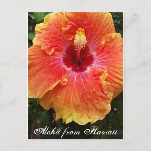 Hawaïaans briefkaart, hawaii, aloha, hibiscus, flo briefkaart (Voorkant)