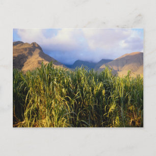 Hawaïaans landschap briefkaart