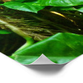 Hawaïaans Oerwoud Poster (Hoek)