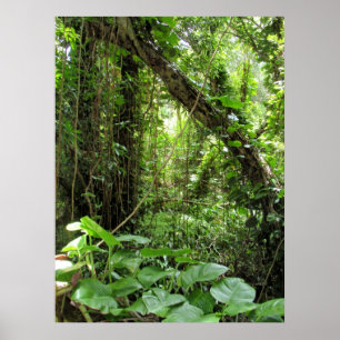 Hawaïaans Oerwoud Poster