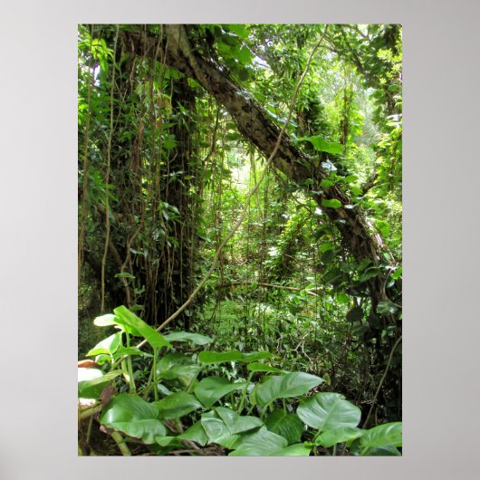 Hawaïaans Oerwoud Poster (Voorkant)