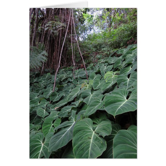 Hawaïaans regenwoud (Voorkant)