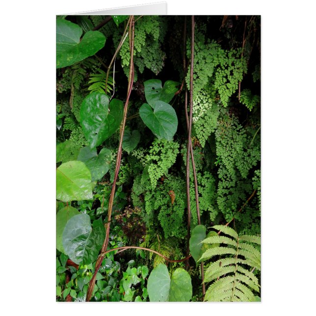 Hawaïaans regenwoud (Voorkant)