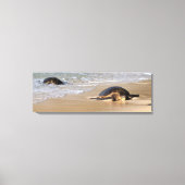 Hawaïaans Zee Schildpad op Strand Canvas Print (Voorkant)