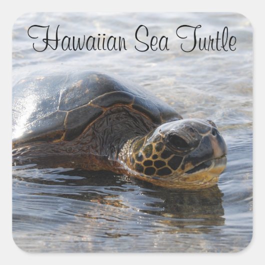 Hawaïaans Zee Turtle Stickers (Voorkant)