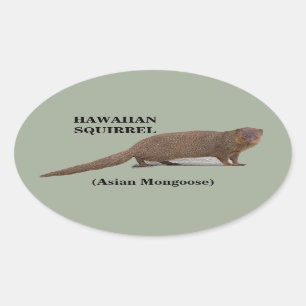 Hawaïaanse eekhoorn (Aziatische Mongoose) Ovale St Ovale Sticker