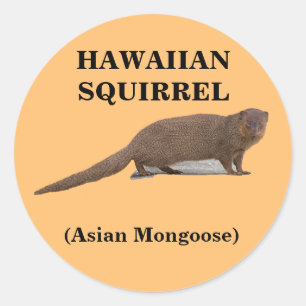 Hawaïaanse eekhoorn (Aziatische Mongoose) Ronde St Sticker