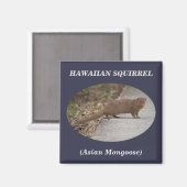 Hawaïaanse eekhoorn (Aziatische Mongoose) vierkant Magneet (Voorkant / Achterkant)