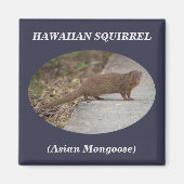Hawaïaanse eekhoorn (Aziatische Mongoose) vierkant Magneet (Voorkant)