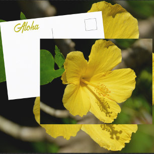 Hawaïaanse Gele Hibiscus Botanische Fotografische Briefkaart