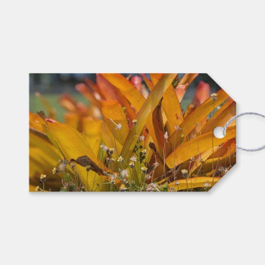 Hawaiaanse landschapsfoto cadeaulabel (Voorkant (Horizontaal))