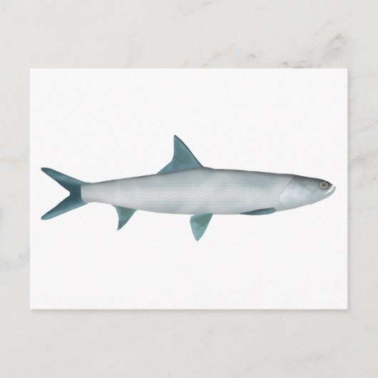 Hawaïaanse lieveheersbeest briefkaart (Voorkant)