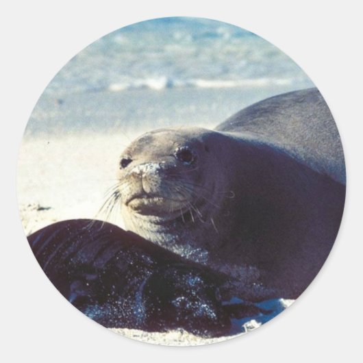 Hawaïaanse Monk Seal en Pup Ronde Sticker (Voorkant)