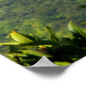 Hawaïaanse regenboog poster (Hoek)