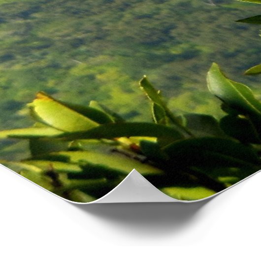 Hawaïaanse regenboog poster (Hoek)