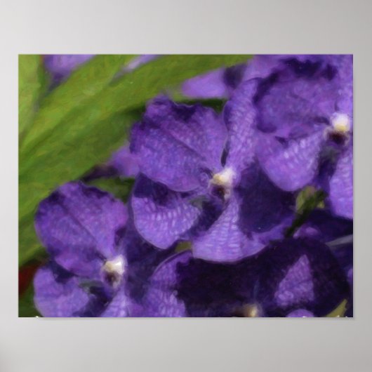 Hawaiaanse Tropische Orchidee Poster (Voorkant)