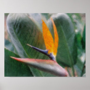 Hawaiaanse Tropische Vogel van Paradijs Poster
