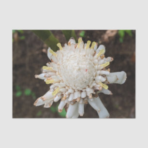 Hawaiaanse witte toorts gember bloem tissue papier