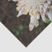 Hawaiaanse witte toorts gember bloem tissue papier (Detail)