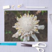 Hawaiaanse witte toorts gember bloem tissue papier (Craft)