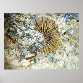 Hawaiaanse zee-egel poster