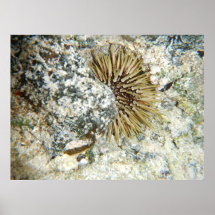 Hawaiaanse zee-egel poster
