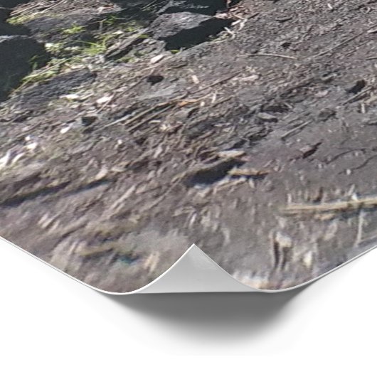 HAWAÏAN HAPUU FERNS POSTER (Hoek)