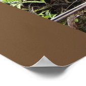 HAWAÏAN OHIA TREE POSTER (Hoek)