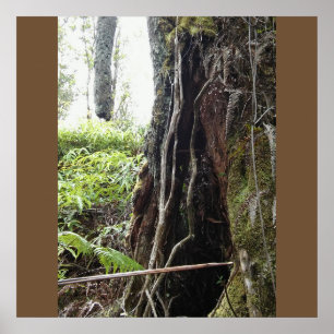 HAWAÏAN OHIA TREE POSTER