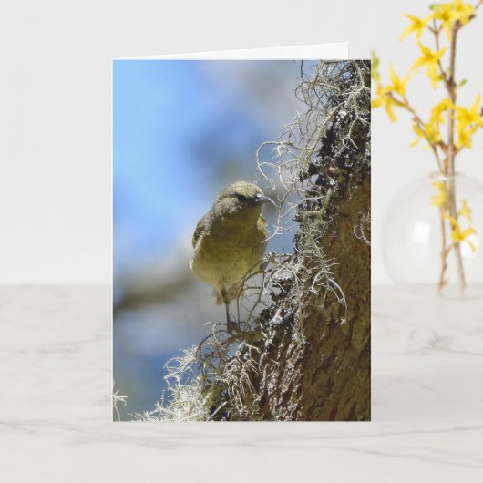 Hawaii Amakihi Kaart (Gele Bloem)