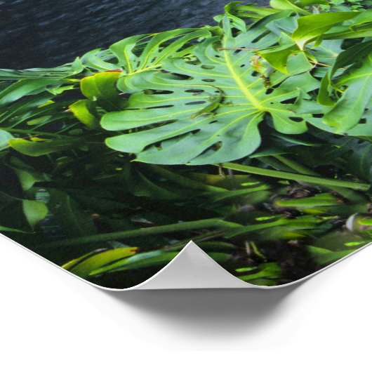 Hawaii, Big Island, Hilo, Rainbow Herfsten, Lush Poster (Hoek)