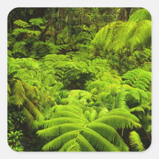 Hawaii, Big Island, Lush tropical greenery in Vierkante Sticker (Voorkant)