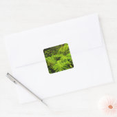 Hawaii, Big Island, Lush tropical greenery in Vierkante Sticker (Envelop)