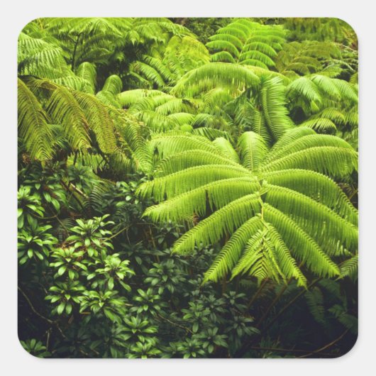 Hawaii, Big Island, Lush tropische groen in 2 Vierkante Sticker (Voorkant)