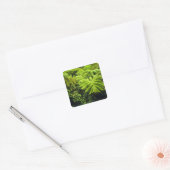 Hawaii, Big Island, Lush tropische groen in 2 Vierkante Sticker (Envelop)