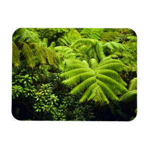 Hawaii, Big Island, Weelderig tropisch groen in 2 Magneet