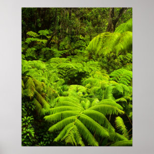 Hawaii, Big Island, Weelderig tropisch groen in Poster