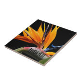 Hawaii Bird of Paradise Plant Bloem Tegeltje (Zijkant)