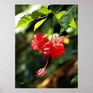 Hawaii botanica 9b poster