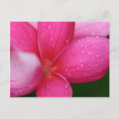 Hawaii Briefkaart (Voorkant)