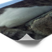 Hawaii Cat Poster (Hoek)