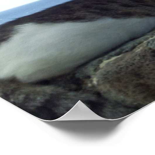 Hawaii Cat Poster (Hoek)