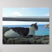Hawaii Cat Poster (Voorkant)